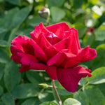 Rose Live Plant, Roses Flower Plant, Fragrant Flower for Planting, 4-6 Inches Tall, Bush Shrub Plants, Well Rooted, Ready to Grow (Orange Rose)