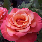 Rose Bush Live Plant, Heirloom Rose Plant Live for Planting, 5-10 Inch Tall, Fragrant Flowers Well Rooted Starter Plant, No Pot (Coral Rose)