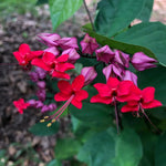 Pack 4 Clerodendrum Bleeding Heart Plants Live, 5-10 Inch Tall, Clerodendrum Bleeding Heart Vine, Bell Shaped Flowers (Red Purple Bleeding Heart)