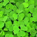 Oxalis Shamrock Plant Live 3-6 Inches Tall, Medium Oxalis Decorative Foliage Plant for Indoor Decor and Shaded Gardens
