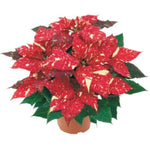 2 Multi Varieties Poinsettia Plants Live, Pink Red Poinsettia Flowers for Holiday Christmas Gift, Decoration Houseplant 5-10" in Tall, No Pot