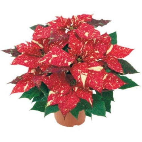 2 Multi Varieties Poinsettia Plants Live, Stripes Red Poinsettia Flowers for Holiday Christmas Gift, Decoration Houseplant 5-10" in Tall, No Pot