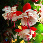 2 Red White Fuchsia Live Plants 4-7'' Tall, Hardy Hanging Basket Flower Plant, Shade Loving Blooming Fuchsia Starter Plants