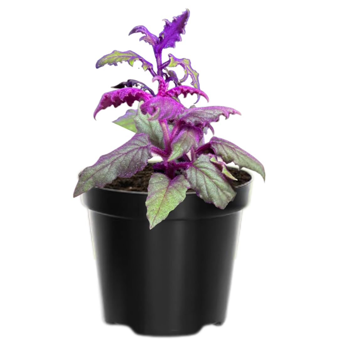 2 Gynura Aurantiaca Purple Passion Velvet Plants Live House Plant, 4-9 Inch Height, Gynura Purple Passion Plant Live