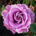 Rose Bush Live Plant, Heirloom Rose Plant Live for Planting, 5-10 Inch Tall, Fragrant Flowers Well Rooted Starter Plant, No Pot (Purple Rose)