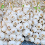 4 White Garlic Bulbs for Planting in Spring, High Yield Softneck Garlic Cloves Seeds, Fresh, Cold Hardy and Fast Growing, Various Varieties
