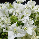 3 Bougainvillea Vine Plants, Bougainvillea Plants Live for Outdoor Landscaping and Containers, 4-7 Inch Tall Well-Rooted, No Pot (Variegated White Bougainvillea)
