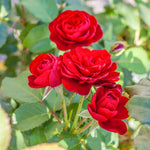 Rose Bush Live Plant, Rose Plant Live for Planting, 5-10 Inch Tall, Fragrant Flowers Well Rooted Starter Plant Indoor Outdoor (Red Rose)