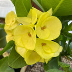 Yellow Euphorbia Crown of Thorns Plant, Perennial Succulent Live Plant Indoor Outdoor 4-7 Inches