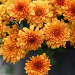3 Hardy Chrysanthemum Plants Live, Orange Mums Plants Live, 5 to 7 Inc Tall, Chrysanthemum Flowers Perennials Gardening Outdoor
