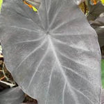 Set 2 Black Colocasia Elephant Ear Plants Live 4–7 Inches Tall, Tropical Foliage Plants for Outdoor Garden, Large Leaf Plants for Patio, Containers or Landscape