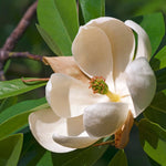 Magnolia Tree Live Plant 6 to 12 Inch Height, Fragrant Magnolia Plant Live to Grow, Magnolia Bush Flowers (Sweetbay Magnolia)
