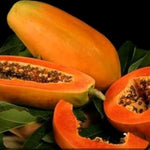 Live Papaya Tree Plant, Starter 5–10 Inch, Sweet Tropical Fruit Variety in 4” Pot, No CA