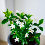 Set 2 Green Jasmine Plant Live, 4-7 Inches Tall, Fast Growing Jasmine Flower Plant, Low Maintenance for Patio and Home Decoration