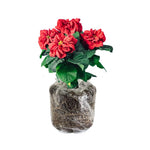 2 Multi Varieties Poinsettia Plants Live, Winter Red Rose Poinsettia Flowers for Holiday Christmas Gift, Decoration Houseplant 5-10" in Tall, No Pot