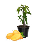Sweet Mango Tree 8-12 Inches, Hardy, Fruit-Bearing Mango Tree in Gallon Pot, Well Rooted, Garden and Container Growing