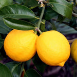Meyer Lemon Tree Live Starter Plant, 2-4" Tall in 4" Pot, Fragrant Yellow Citrus for Indoor or Outdoor Planting