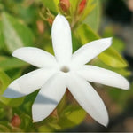 2 White Jasmine Plant Live, Jasmine Flower Plants, 5 to 7 Inc in Height Indoor Outdoor Garden