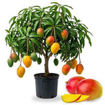 No CA, Grafted Mango Tree Live Plant, 2 Years Old Ready to Bear Fruit, 2-3 Ft Mango Plant for Spring Planting (Valencia Pride)