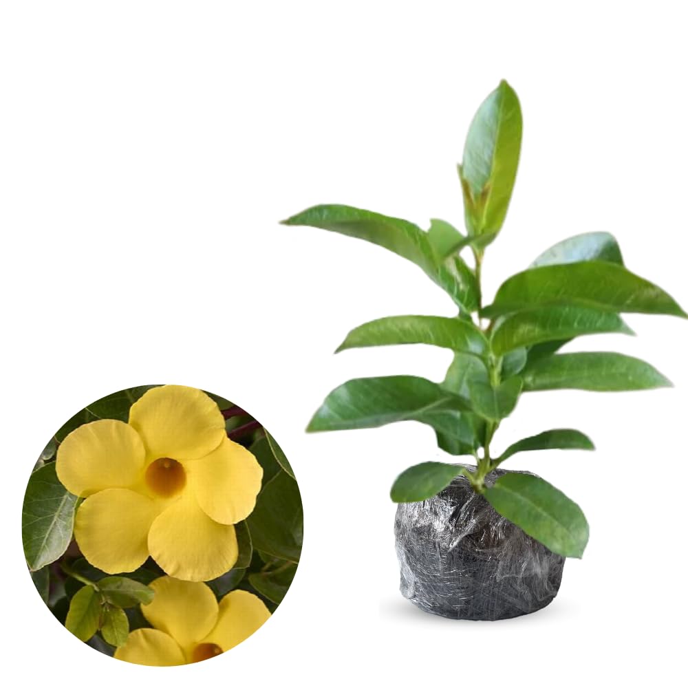 2 Yellow Dipladenia Bushes Flower Plants, Pink Flowering Plants, 4-8 Inches, Outdoor Growing