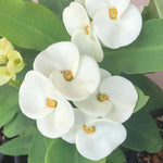 Set 2 White Euphorbia Milii Plants, Crown of Thorns Live Plant, 5-8 Inc Tall, Hardy Euphorbia Flowering Houseplants