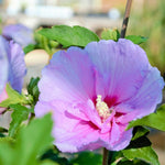 1 Althea Rose of Sharon Bush Live Plant 6-12 Inches Tall, Pink Hibiscus Plant Live Bareroot, Fragrant Rose of Sharon Plant