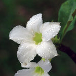 Live Azalea Plant, Hardy Rhododendron Flowering Shrub, 10 Inches Tall for Growing (White)