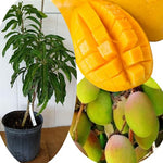 No CA, Grafted Mango Plant Live Tree, 2-3 Ft Tall in 3 Gallon Pot, High-Yielding for Spring Planting (Lemon)