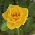 Yellow Rose Bush Live Plant, Rose Plant Live for Planting, 5-10 Inch Tall, Fragrant Flowers Well Rooted Starter Plant Indoor Outdoor