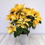 2 Multi Varieties Poinsettia Plants Live, Yellow Poinsettia Flowers for Holiday Christmas Gift, Decoration Houseplant 5-10" in Tall, No Pot