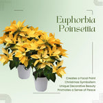2 Multi Varieties Poinsettia Plants Live, Yellow Poinsettia Flowers for Holiday Christmas Gift, Decoration Houseplant 5-10" in Tall, No Pot