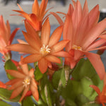 Pack of 2 Orange Easter Cactus Plants, Holiday Cactus Flower Plant Succulent, Size 4 to 7 Inch, Without Pot, Easter Cactus Live Plant