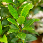Live Bay Leaf Tree Plant, Laurus Nobilis Sweet Bay Laurel Plant, 7-10 Inch Tall in 4 Inch Pot for Planting
