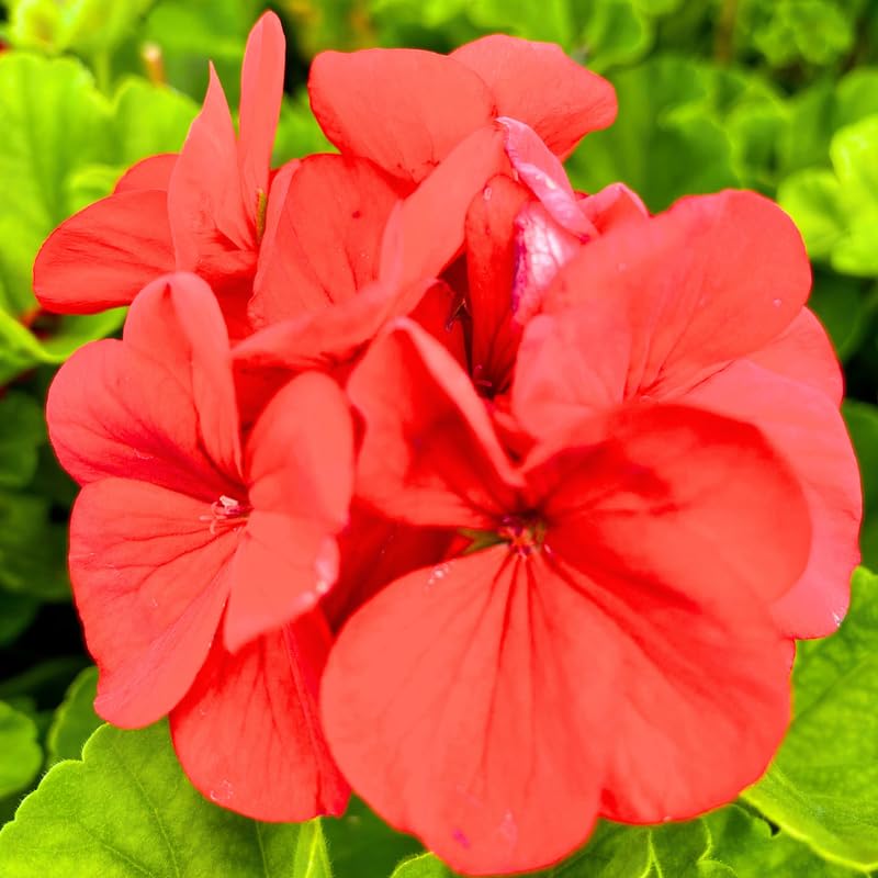 2 Red Geranium Plants Live, Geraniums Live Plants, Colorful Flowering Plants for Garden, Patio, or Hanging Baskets, 5-9" Tall, No Pot