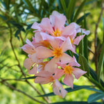 Oleander Plants Live, 2 Plants, 5 to 7 Inches Tall, Dwaft Salmon Oleander Live Plants Easy to Plant Growing, Zone 8 to 10