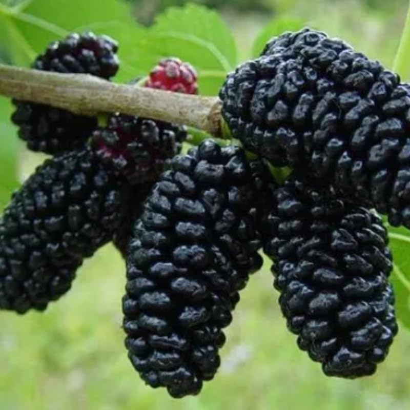 Set of 2 Dwarf Everbearing Mulberry Trees Live Plants, Starter 4-6 Inches Tall, No Pot, Mulberry Bush Fruit for Outdoor Growing, Cold Hardy