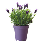 French Lavender Plant Live, Live Lavender Plants for Outside, Purple Blooms, Cold Hardy Herb for Indoor Outdoor Planting, 4 to 7 Inches Tall