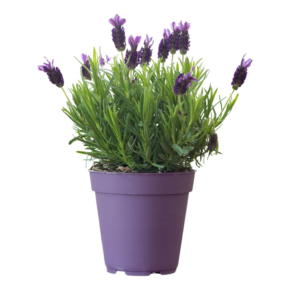 French Lavender Plant Live, Live Lavender Plants for Outside, Purple Blooms, Cold Hardy Herb for Indoor Outdoor Planting, 4 to 7 Inches Tall