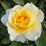 Rose Plant Live for Planting Indoor Outdoor, 5-10 Inch Tall, Fragrant Flowers Well Rooted, Roses Bush Shrub (Yellow Rose)