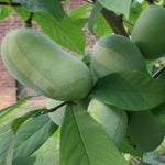 Live Pawpaw Tree in Quart Pot, 1 Year Old Paw Paw Tropical Fruit Tree, Outdoor Planting, Winter Dormant