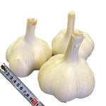1 Pound Hard Neck Garlic for Planting in Spring, Music Garlic Bulb for Planting, Fresh and High Yield, Cold Hardy, Planting Softneck Hardneck