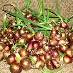 100 Walking Onion Plants Seeds Not Bulbils, Cold Hardy, Fast-Growing and High Yielding for Spring Planting