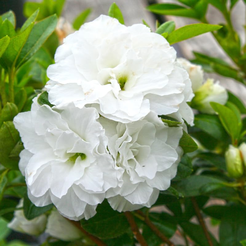 Azalea Live Plant, Rhododendron Flowering Shrub for Outdoor Planting, 10 Inches Tall, Hardy Azalea Bush for Landscape and Garden