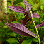 2 Spinach Live Plants 4-8 Inches, Herb Spinach Plants Ready Grow Outdoor Garden