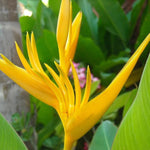 Set 2 Yellow Bird of Paradise Plants Live, Strelitzia Reginae Well-Rooted Bush, 5-9" Tall, No Pot, Tropical Perennial Blooming, Houseplant Indoor Outdoor Planting