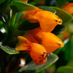 Lady Goldfish Plant Live in 4" Pot, Tropical Goldfish Houseplant, Indoor Flowering Plant with Trailing Foliage