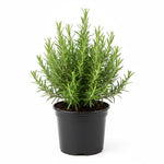 Rosemary Plant, 4" Pot - Perennial Herb Plant, Rosemary Plants Live for Planting Indoor Outdoor Garden Home, Containers