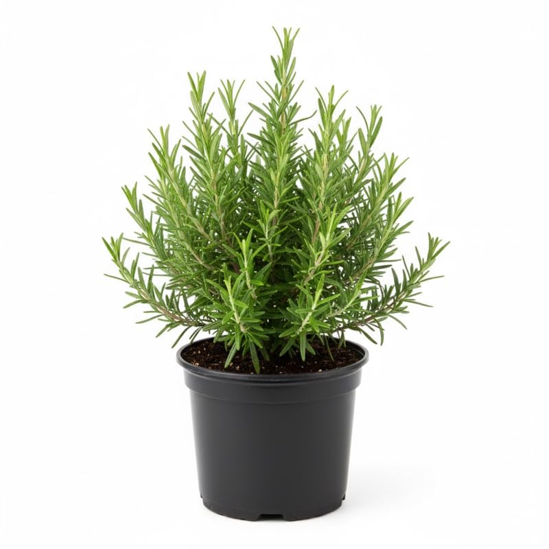Rosemary Plant, 4" Pot - Perennial Herb Plant, Rosemary Plants Live for Planting Indoor Outdoor Garden Home, Containers