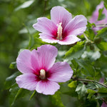 1 Pink Rose of Sharon Tree Live Plant in Pot, 6 to 14 Inch Tall, Althea Hibiscus Plant Live, Fragrant Hibiscus Syriacus Bush