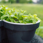 3 Spearmint Plants, Live Mint Plants, 3-5'' Tall, Herb for Outdoor and Indoor Planting